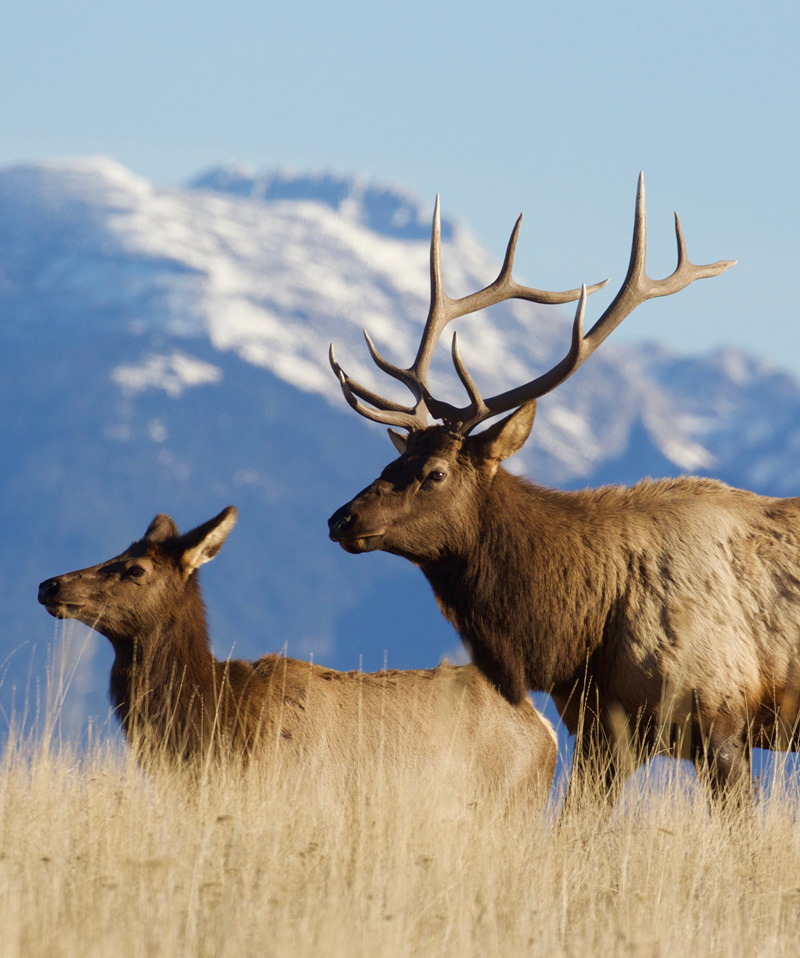 elk standing in a field
